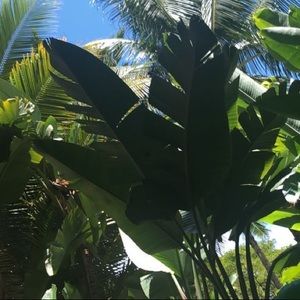 Meet your Posher, Raegan